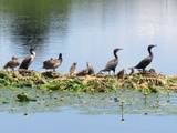 Cormorans et canards à Danville