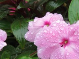 Impatientes après la pluie