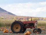 Météo menace la récolte des citrouilles au pays