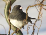 Point de vue du junco