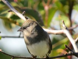 Regard sur le monde, le point de vue du junco