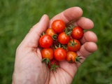 Cette recette de cornichons à la tomate est tout ce que vous aimez de l’été