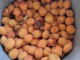 Comment déshydrater des abricots pour un encas d’été parfait