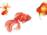 Collection : Goldfish