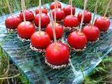 Tomates Cerises Pomme d'Amour