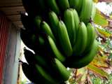 Banane verte : Décryptage, astuces & conseils culinaires