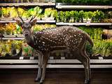Animaux vivants envahissent les supermarchés