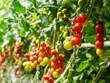 Decouverte Tomates garanties zéro résidus de pesticides Rougeline