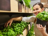 7 astuces simples pour que votre basilic acheté en supermarché survive (et prospère)