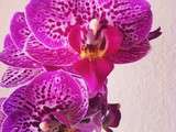 #orchidée #jolie #magnifique #fleur #flower #pink #rose #phalaenopsis