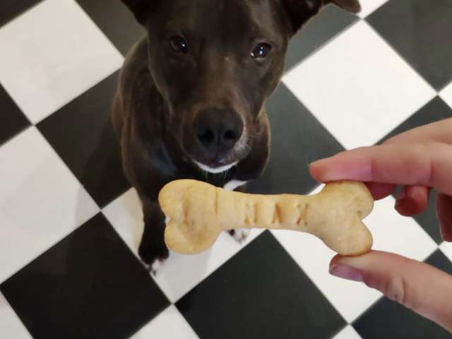 Recettes De Biscuits Et Chien