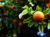 Fruit de saison : l’orange