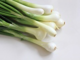 Légume de saison : l’oignon blanc