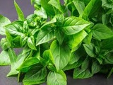 Zoom sur le basilic citron