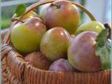 Tarte aux prunes, ou comment pâtisser avec les fruits de saison