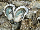 Combien y a t-il d’huitres n 3 dans 1 kg