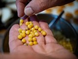Pois blond : le petit trésor auvergnat qui rivalise avec le pois chiche