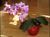 Autres Orchidées