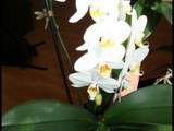 Belles surprises de mon Orchidée Blanche