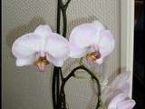 Bonne Surprise de mon Orchidée Géante