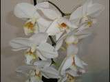 Défilé des Orchidées