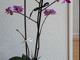 Devenir de mon Orchidée Violette