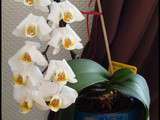 Evolution de l’Orchidée Blanche : Enfin toutes les Fleurs