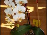 Evolution de l’Orchidée Blanche : j+114