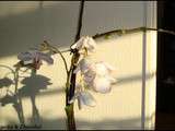 Evolution de l’Orchidée Géante : j+76