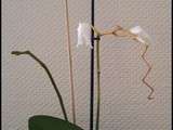 Evolution rapide de l’Orchidée Blanche
