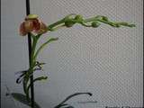 Floraison tant attendue de l’Orchidée Rose