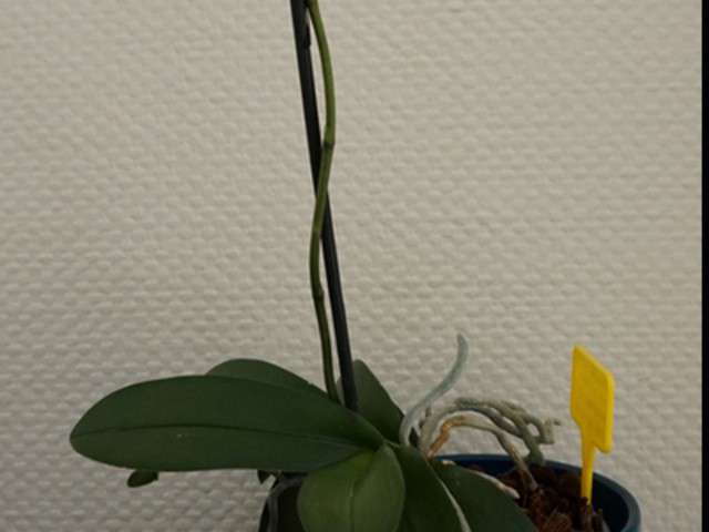 Recettes de Cadeau de Noël de Paprika & Chocolat