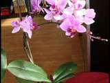 L’année 2013 de mon Orchidée Violette