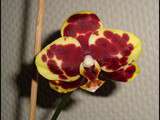 Nouvelle Floraison pour l’Orchidée Mystère #2