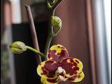 Nouvelle Orchidée