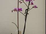 Premières fleurs de l’Hiver : l’Orchidée Violette