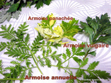 Artemisia est une plante aromatique qui soigne beaucoup de maux
