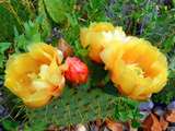 Jolies fleurs de cactus