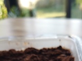 Tiramisu allégé aux graines de chia