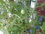 Tadaaaaa !! ma premiére tomate elle pousse sur