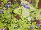 Salade de printemps aux cueillettes sauvages