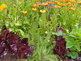 Quels sont les légumes qui ne faut pas planter ensemble