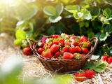 Découvrez les 85 meilleures recettes de fraises à ne pas manquer