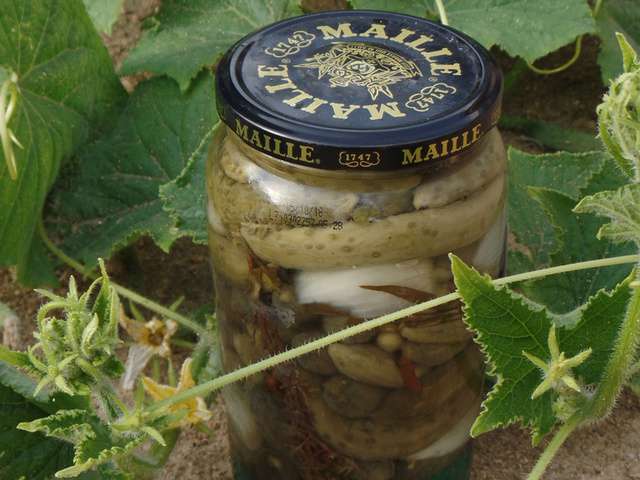 Recettes de Cornichon et Vinaigre