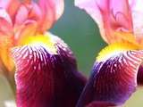 Indétronables iris