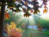L’automne, une explosion de couleurs au jardin