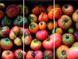Liste de tomates pour la production 2013
