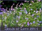 Seel of Love 2014