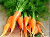 Semis de carottes, radis, betteraves
