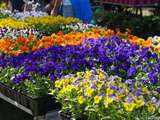 Fleurs en Seine, fête des plantes et du jardin aux Mureaux